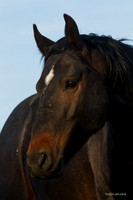 WDHS01883 - Wild Horses, Steens Mountain