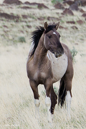 WDHS00709 Wild Horses, Steens