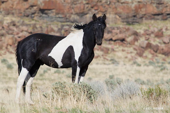 WDHS00627 Wild Horses, Steens