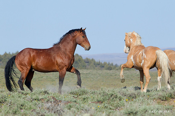 WDHS02106 - Wild Horses