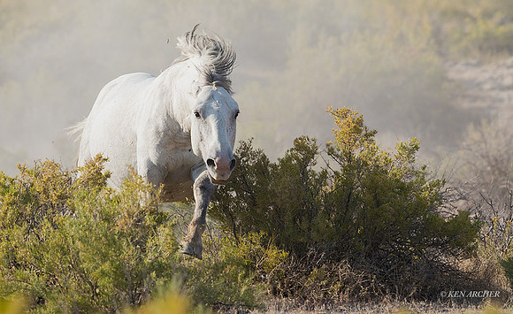 WHSB00663 - Wild Horses Sandwash Basin