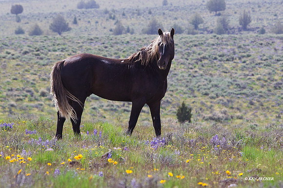 WDHS01564 - Wild Horses, Steens Mountain