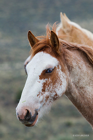 WDHS02848 - Wild Horse