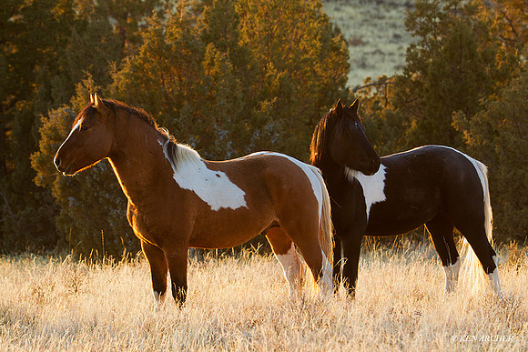 WDHS00557 Wild Horses, Steens