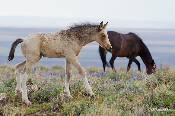 WDHS03077 - Wild Horse