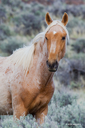 Wild Horses, Steens - WDHS00914