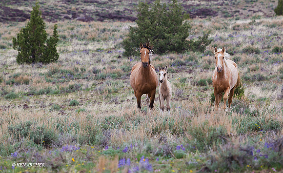 WDHS03228 - Wild Horse