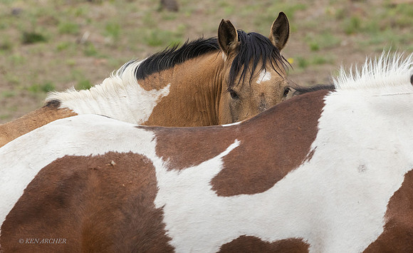 WDHS04164 - Wild Horse