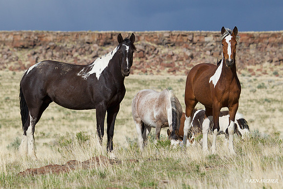 Wild Horses, Steens - WDHS00619