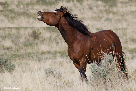Wild Horses - WDHS00663