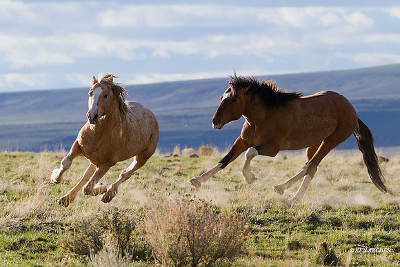 Wild Horses Running - WDHS01413