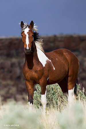 WDHS00607 Wild Horses, Steens