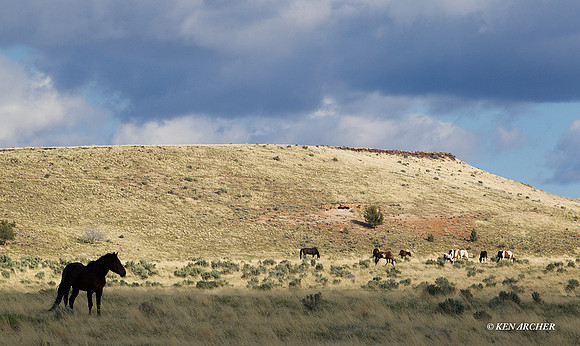 Wild Horses, Steens - WDHS00694