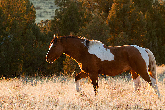 WDHS00552 Wild Horses, Steens