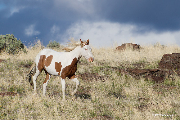 Wild Horses, Steens - WDHS00776