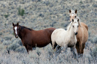 WDHS00228-Wild-Horses,-Steens