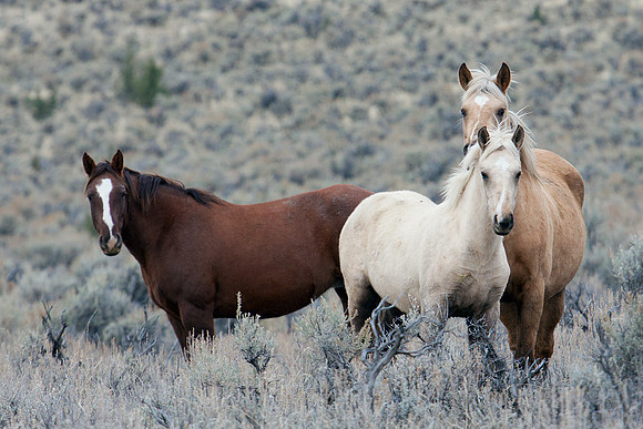 WDHS00228-Wild-Horses,-Steens