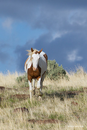 WDHS00774 Wild Horses, Steens