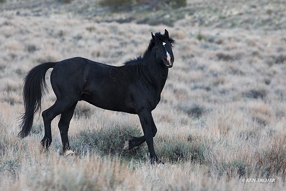 WDHS03734 - Wild Horse