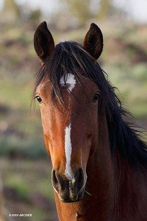 WDHS01847 - Wild Horses, Steens Mountain
