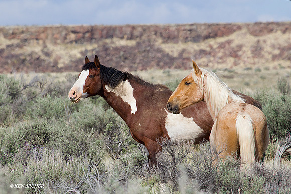 WDHS00871 Wild Horses, Steens