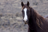 WDHS00274-Wild-Horses,-Steens