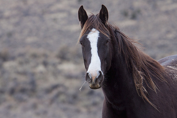 WDHS00274-Wild-Horses,-Steens