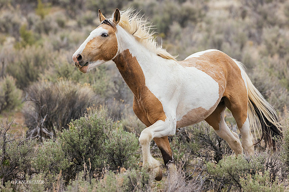 WDHS04672 - Wild Horse