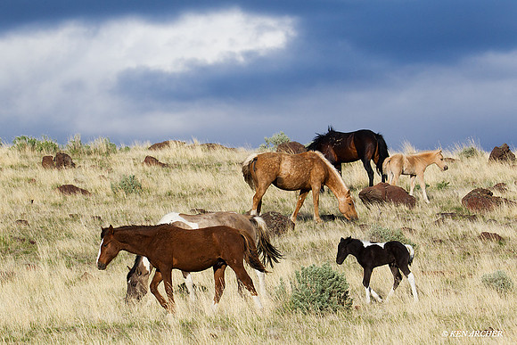Wild Horses, Steens - WDHS00832