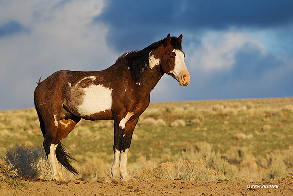 WDHS01501 Wild Horse, Oregon