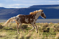 Wild Horse - WDHS01427