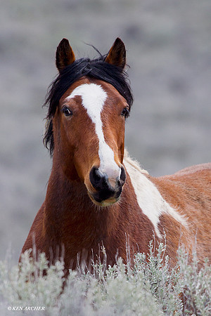 Wild Horses, Steens - WDHS00358
