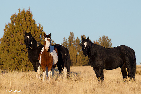 Wild Horses, Steens - WDHS00474
