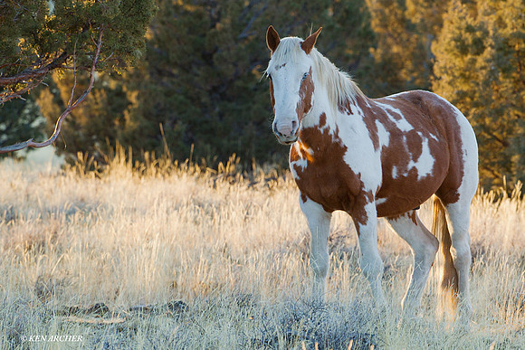 WDHS00518 Wild Horses, Steens