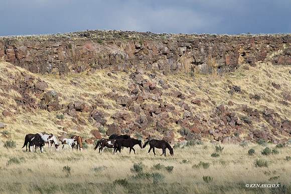 WDHS00677 Wild Horses, Steens