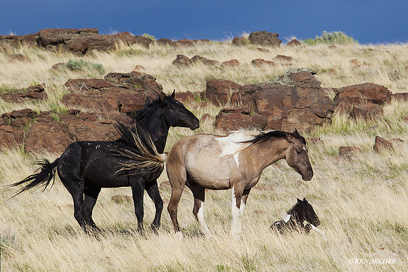 WDHS00792 Wild Horses, Steens