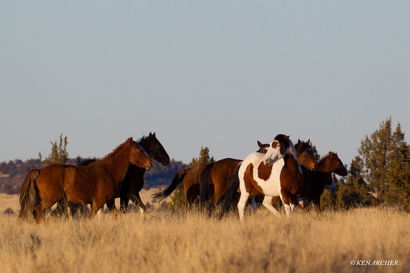 WDHS00507 Wild Horses, Steens