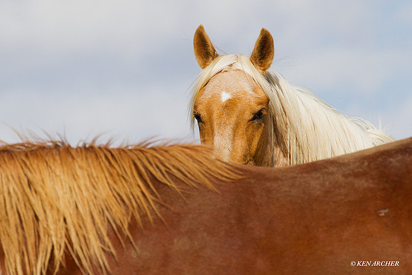 Wild Horses - WDHS00887