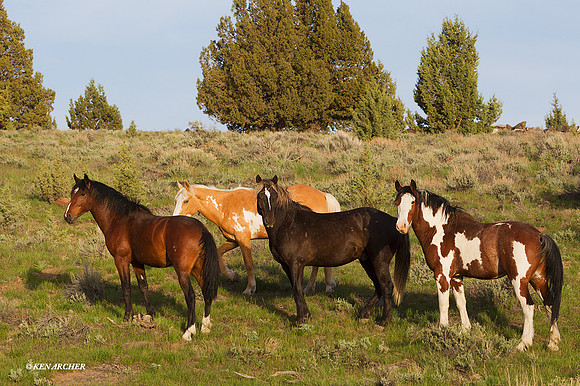 WDHS01903 - Wild Horses, Steens Mountain