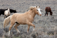 WDHS00291-Wild-Horses,-Steens