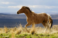 Wild Horse, Oregon - WDHS01262