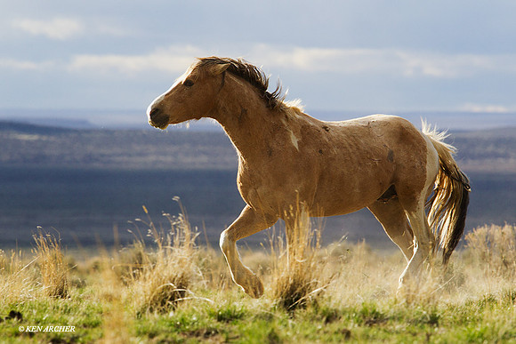 Wild Horse, Oregon - WDHS01262
