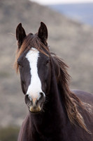 Wild Horses, Steens - WDHS00250