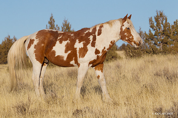 Wild Horses, Steens - WDHS00417
