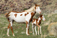 Wild Horses, Steens - WDHS00920