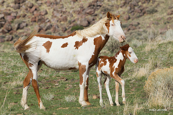 Wild Horses, Steens - WDHS00920