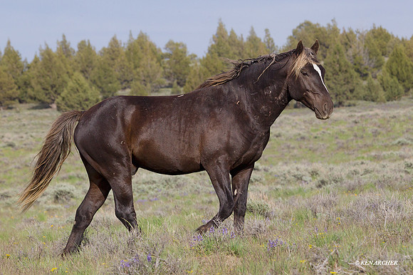 WDHS01805 - Wild Horses, Steens Mountain
