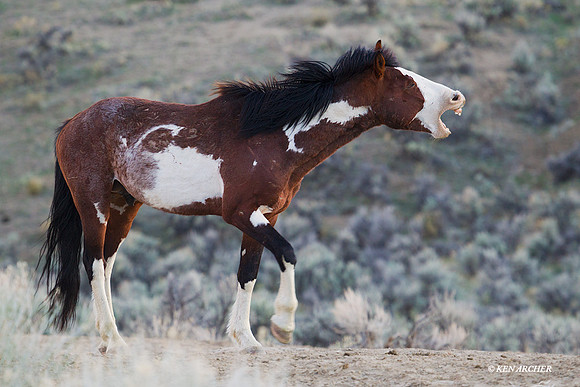 Wild Horse, Stallion - WDHS01534