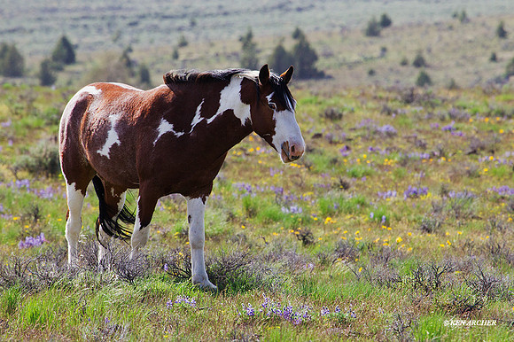 WDHS01691 - Wild Horses, Steens Mountain