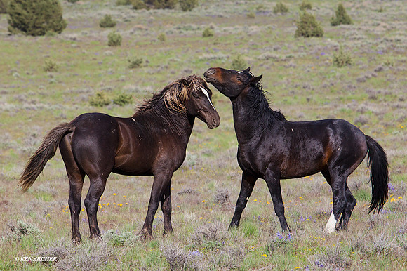 WDHS01777 - Wild Horses, Steens Mountain